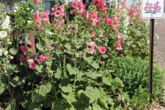 Hollyhocks-Broadmoor-Trip-2020-26