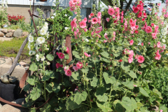 Hollyhocks-Broadmoor-Trip-2020-27