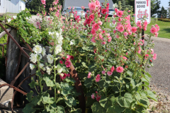 Hollyhocks-Broadmoor-Trip-2020-28
