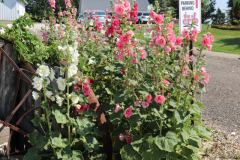 Hollyhocks-Broadmoor-Trip-2020-29