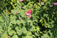 Hollyhocks-Broadmoor-Trip-2020-3