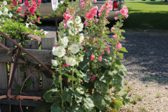 Hollyhocks-Broadmoor-Trip-2020-30