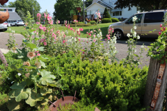 Hollyhocks-Broadmoor-Trip-2020-31