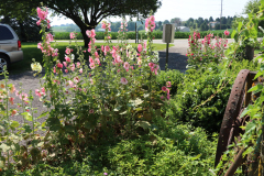 Hollyhocks-Broadmoor-Trip-2020-35
