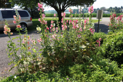 Hollyhocks-Broadmoor-Trip-2020-36