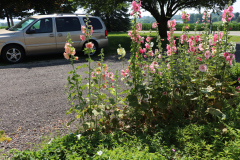 Hollyhocks-Broadmoor-Trip-2020-37