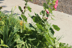 Hollyhocks-Broadmoor-Trip-2020-39