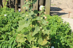 Hollyhocks-Broadmoor-Trip-2020-4