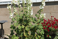Hollyhocks-Broadmoor-Trip-2020-40