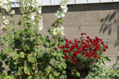 Hollyhocks-Broadmoor-Trip-2020-41