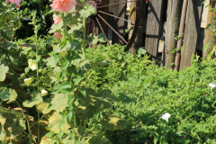 Hollyhocks-Broadmoor-Trip-2020-5