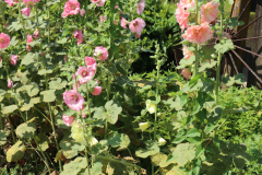Hollyhocks-Broadmoor-Trip-2020-6