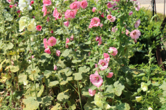 Hollyhocks-Broadmoor-Trip-2020-7