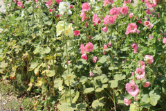 Hollyhocks-Broadmoor-Trip-2020-8