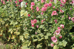 Hollyhocks-Broadmoor-Trip-2020-9