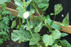 Hollyhocks-Yellow-1