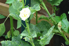 Hollyhocks-Yellow-10