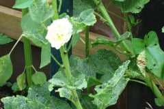 Hollyhocks-Yellow-10