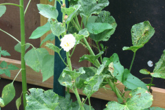 Hollyhocks-Yellow-2