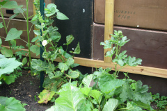 Hollyhocks-Yellow-3