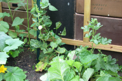 Hollyhocks-Yellow-4