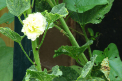 Hollyhocks-Yellow-5