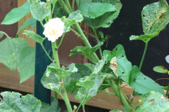 Hollyhocks-Yellow-6