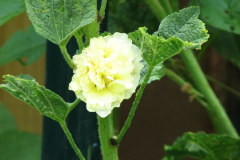 Hollyhocks-Yellow-7