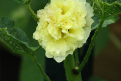 Hollyhocks-Yellow-8