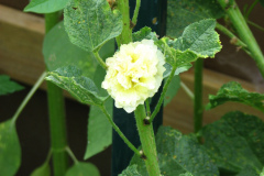 Hollyhocks-Yellow-9