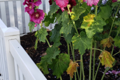 Hollyhocks-along-white-fence-2019-1