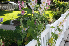 Hollyhocks-along-white-fence-2019-10