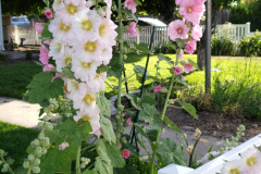 Hollyhocks-along-white-fence-2019-12
