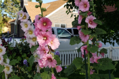 Hollyhocks-along-white-fence-2019-16