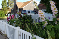 Hollyhocks-along-white-fence-2019-20