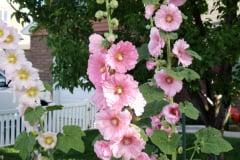 Hollyhocks-along-white-fence-2019-24