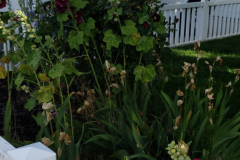 Hollyhocks-along-white-fence-2019-27