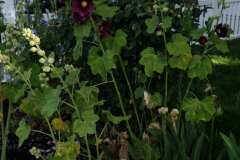 Hollyhocks-along-white-fence-2019-28