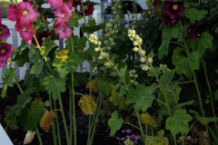 Hollyhocks-along-white-fence-2019-29