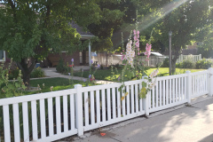 Hollyhocks-along-white-fence-2019-3