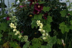 Hollyhocks-along-white-fence-2019-32