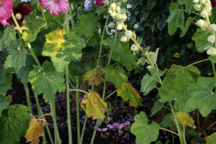 Hollyhocks-along-white-fence-2019-37