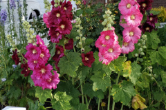 Hollyhocks-along-white-fence-2019-5