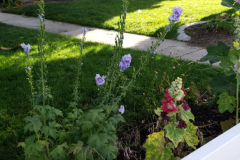 Hollyhocks-along-white-fence-2019-9