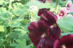 Hollyhocks-dark-red