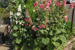 Hollyhocks-in-Iowa-July-2020-1