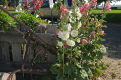 Hollyhocks-in-Iowa-July-2020-10