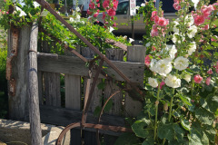 Hollyhocks-in-Iowa-July-2020-11