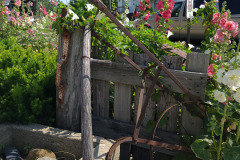 Hollyhocks-in-Iowa-July-2020-12