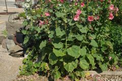 Hollyhocks-in-Iowa-July-2020-13